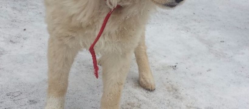 Adopcja pieska