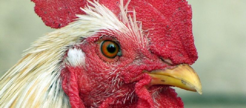 Skrzydła ptasiej grypy nad Sochaczewem: apel powiatowego weterynarza
