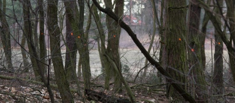 Duża wycinka drzew w Lesie Gawłowskim VIDEO