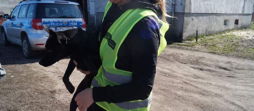 Zatrzymany za znęcanie się nad psem ze szczególnym okrucieństwem