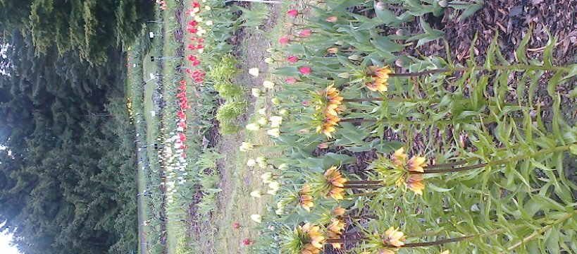 W Ogrodzie Botanicznym - Powsin