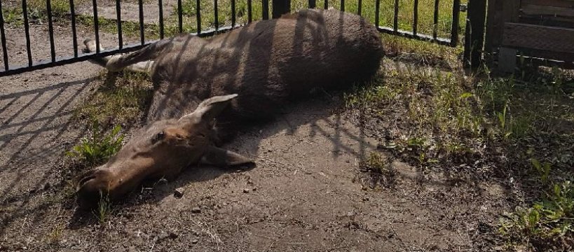 Martwy łoś na posesji w Sochaczewie - interwencja