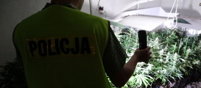 Plantacja narkotyków w Sochaczewie zlikwidowana