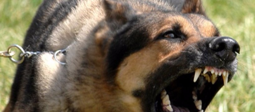 Poszczuł psem policjantów