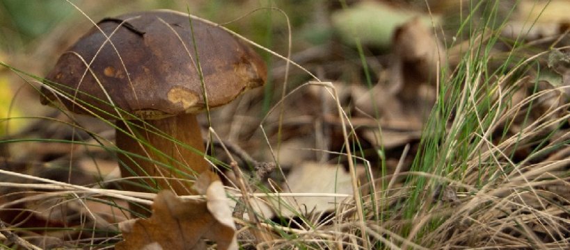 Grzybobranie w powiecie sochaczewskim: jest wysyp