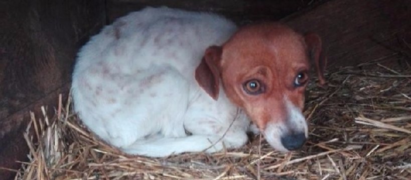 Przetrzymywana w klatce bez jedzenia i wody: interwencja