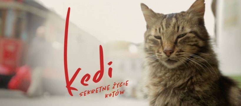 KEDI. SEKRETNE ŻYCIE KOTÓW