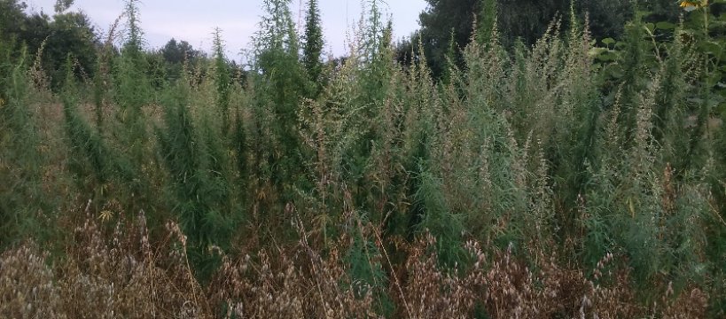 Plantacja konopi indyjskich w Plecewicach