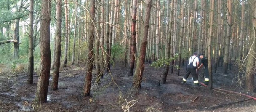 Pożar lasu w miejscowości Bieliny: w akcji brały udział trzy jednostki straży 