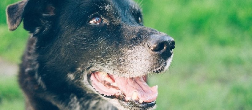 Komitet społeczny na Rzecz Budowy Nowego Schroniska - informacja