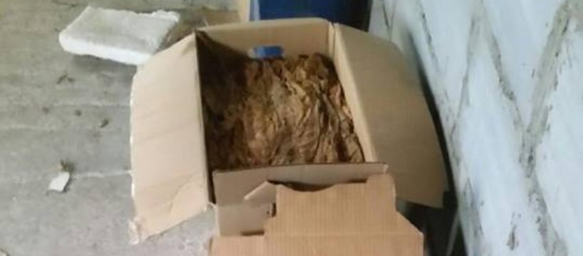 23 kilogramy suszonych liści tytoniu w Iłowie