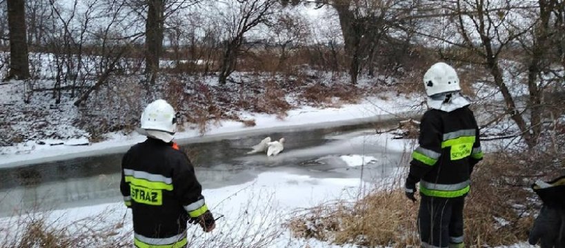 Przymarznięty łabędź na Pisi – już bezpieczny w pogotowiu dla zwierząt