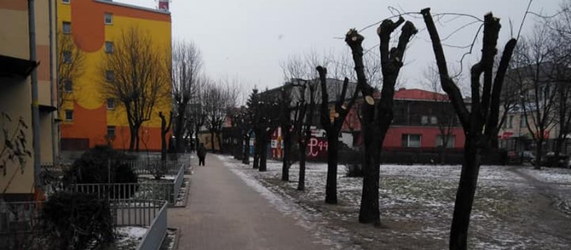 Drzewa, smog, klimat  - po sochaczewsku 