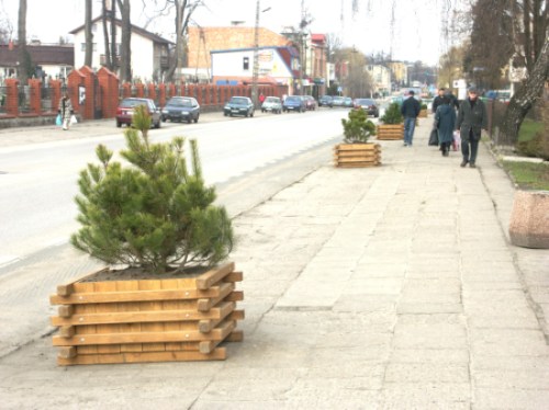 Kosodrzewina na Traugutta