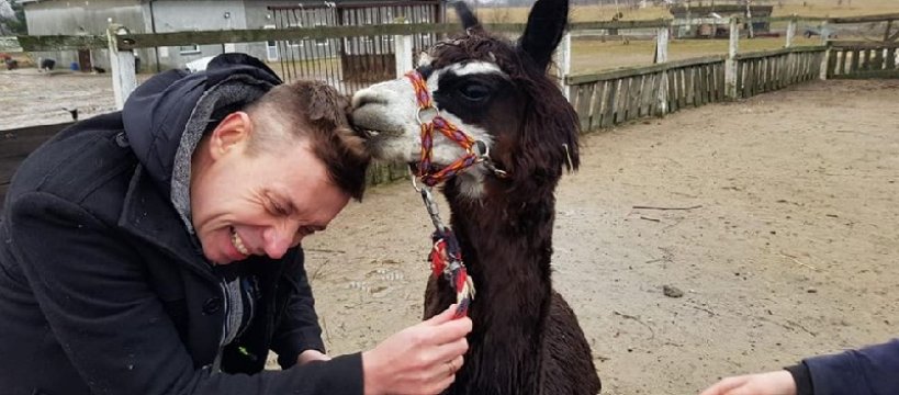 Azyl w Bronisławach - Alpaka Oreo, krowa Fiona i Pan Konik czekają na pomoc