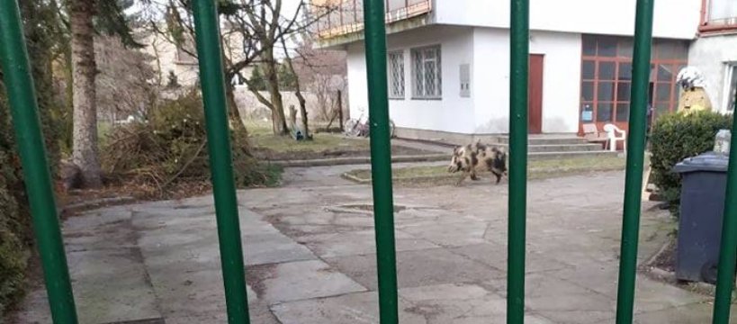 Agresywny dzik zaatakował w Teresinie
