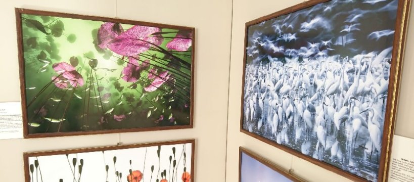 Fotografia Dzikiej Przyrody w Muzeum Ziemi Sochaczewskiej 