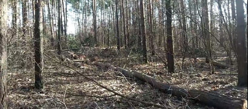 Wycinka drzew w gawłowskim lesie 