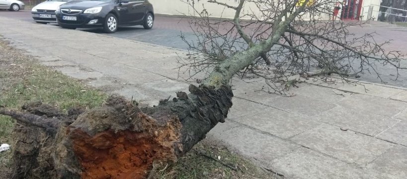 Przewrócone drzewo przy 15 Sierpnia - uwaga na wichury!