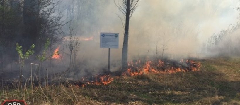 Pożar nad zalewem w Boryszewie 