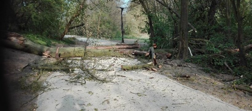 Zniszczenia parku w Chodakowie - drzewa nie wytrzymały zmian 