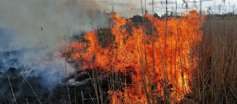 Pożar na terenie Kampinoskiego Parku Narodowego 