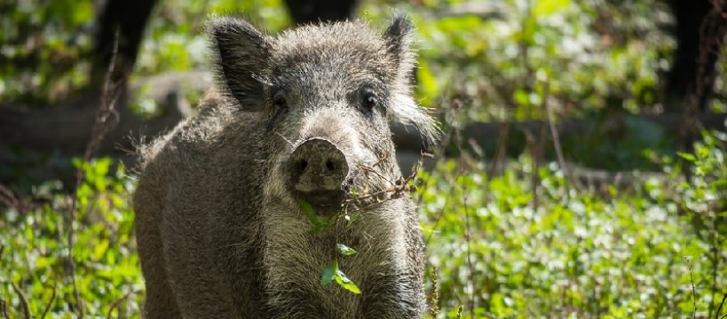 Afrykański pomór świń w powiecie sochaczewskim 