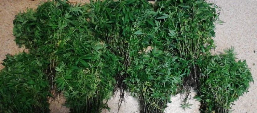 2600 krzewów konopi rosło na terenie gospodarstwa w gminie Nowa Sucha