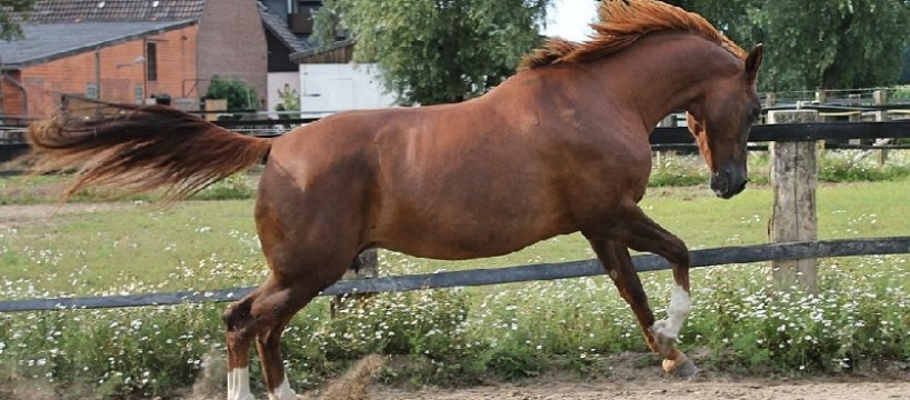 Trwają poszukiwania konia 