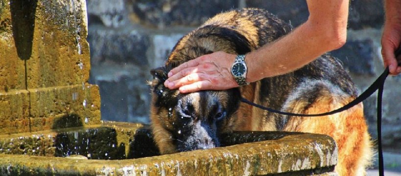 Miska dla pieska, a nie dla dziecka
