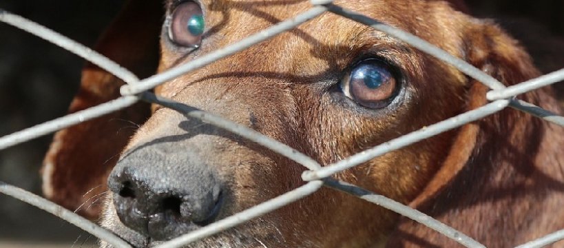 Fundacja dla Szczeniąt Judyta na pomoc Azorkowi