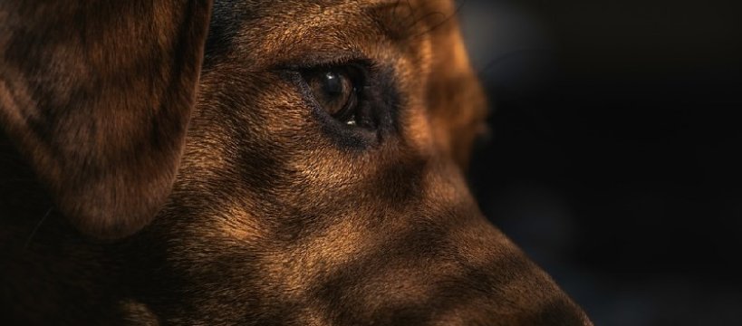 Schronisko Azorek - ostatnie miesiące działania 