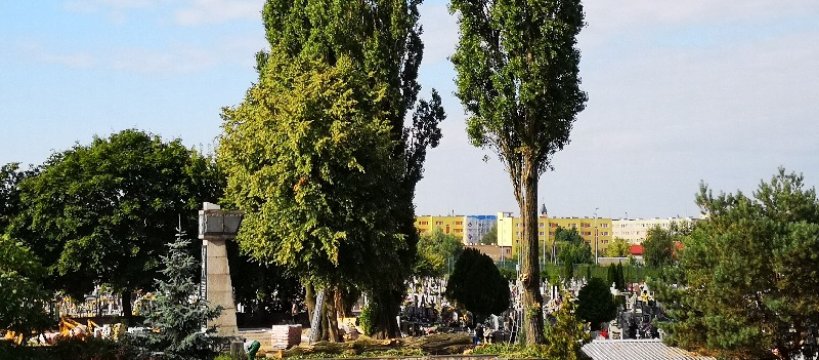 Wycinają drzewa na cmentarzu w Trojanowie