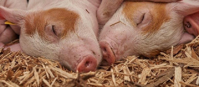 ASF – zagrożenia w powiecie sochaczewskim 