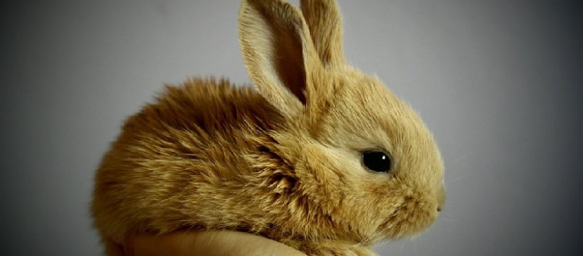 Pewnego razu w zoologicznym... - historia prawdziwa 
