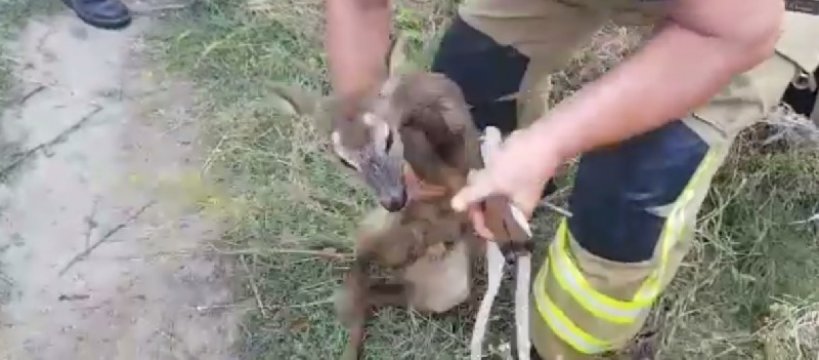 Wyjątkowa akcja ratunkowa OSP Niepokalanów [video]