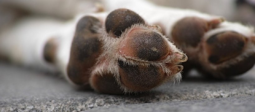 Pies skrępowany drutem wyrzucony do stawu – poszukiwany sprawca [UWAGA - drastyczne zdjęcie]