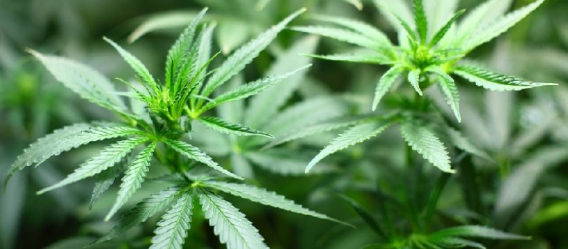 Kolejna plantacja konopi zlikwidowana 