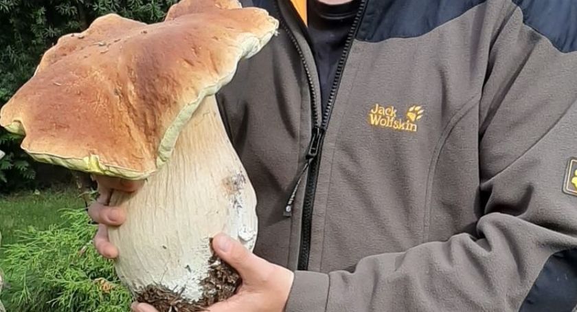 Rekord podczas grzybobrania w Leontynowie - waga i rozmiar zaskakują 