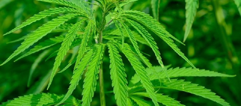 Nielegalna uprawa konopi w Mokasie. Krzewy suszyły się na sznurkach