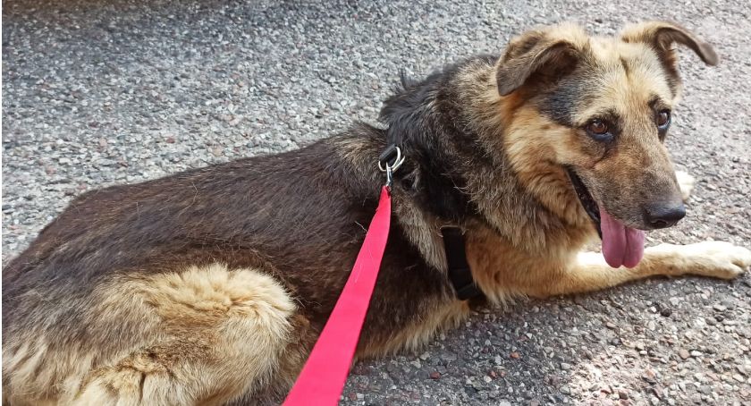 Nie kupuj - adoptuj! Czyli akcja adopcji psów w gminie Młodzieszyn