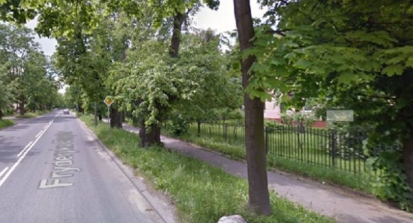 Aleja lipowa w Chodakowie – 66 drzew do wycinki?
