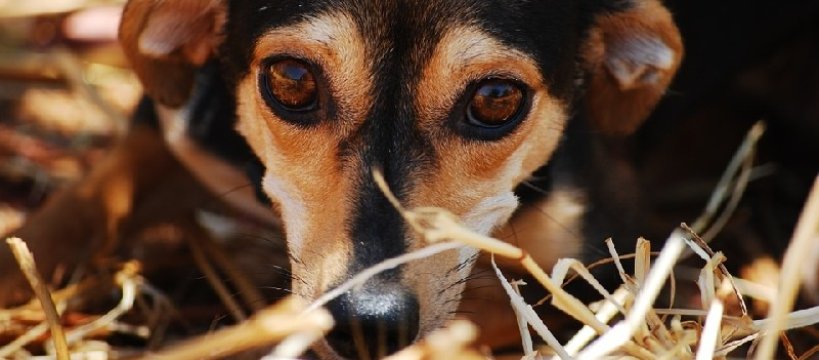 Mieszkaniec skarży burmistrza – zwlekał z likwidacją Azorka (?!)