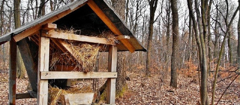 Myśliwi wyruszają na polowania - pod ostrzał idzie wiele zwierząt 