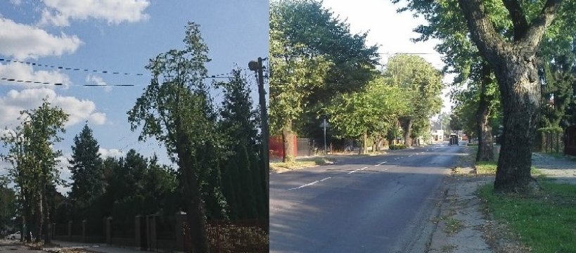 Sokolnik walczy z ptactwem na terenie miasta - my z konarami drzew
