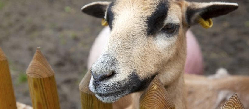 Szopka ze zwierzętami w Niepokalanowie – potrzebni chętni do pomocy przy budowie 