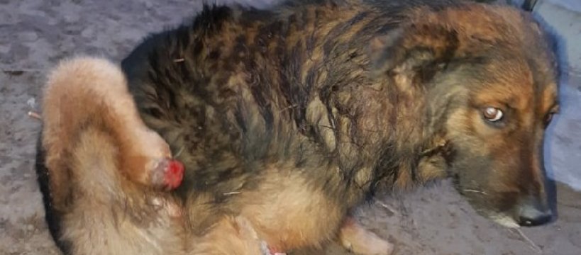Judytowo interweniuje - niewyobrażalna tragedia zwierząt i potrzeba natychmiastowego wsparcia