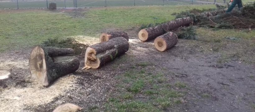 Tną drzewa – mamy ich w mieście coraz mniej