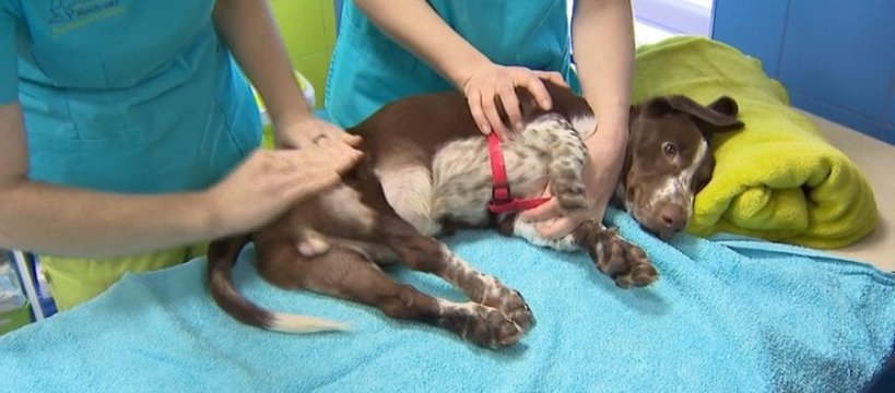 Pójdzie do więzienia za pobicie psa – jest wyrok sądu