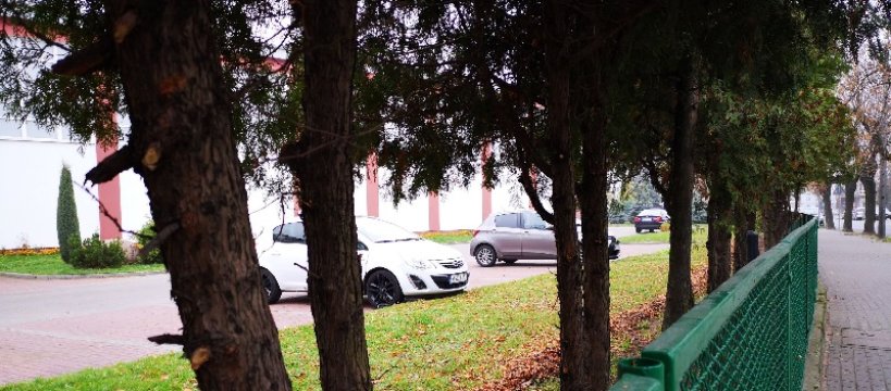 Wycinki w mieście - znów drzewa i krzewy przeszły rewitalizację 